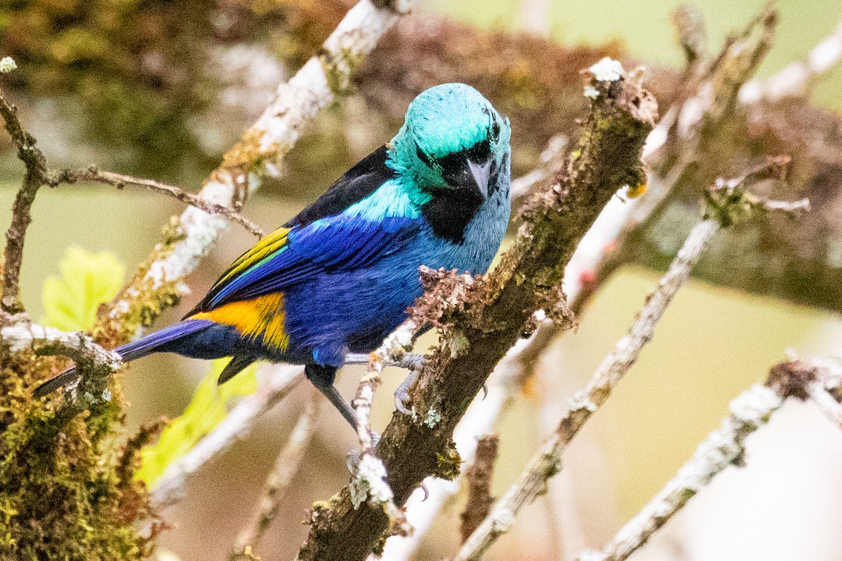 Seven-colored Tanager - ML611807821
