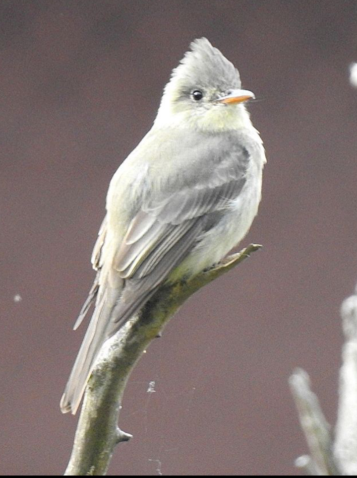 Greater Pewee - ML611807884