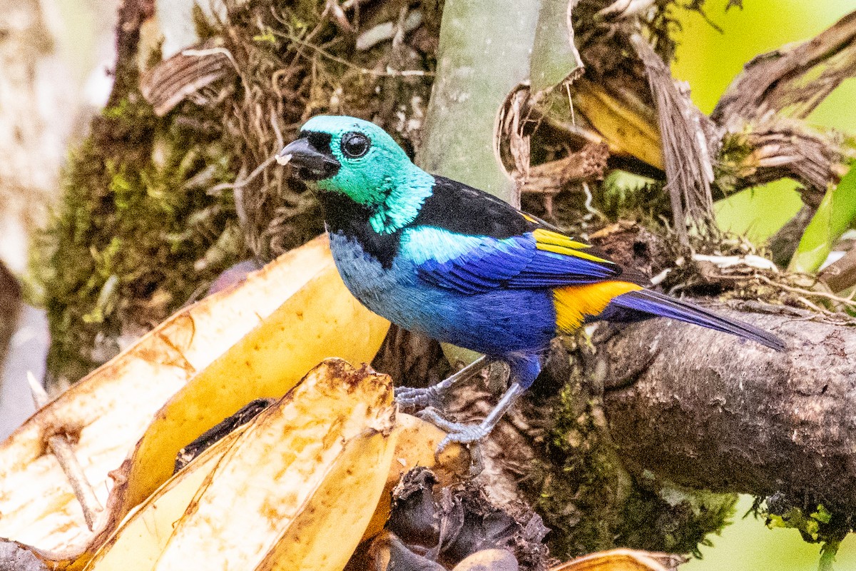 Seven-colored Tanager - ML611807891