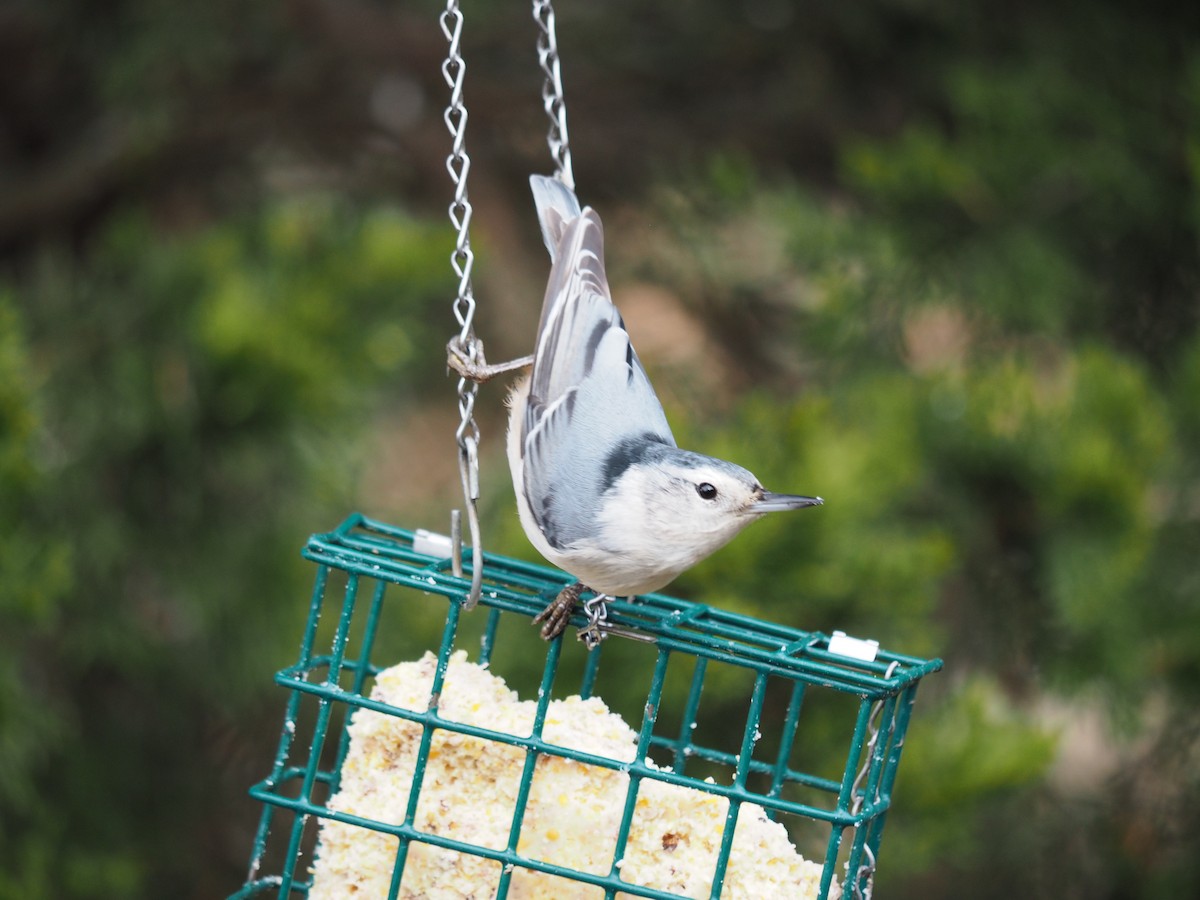 White-breasted Nuthatch (Eastern) - ML611807993