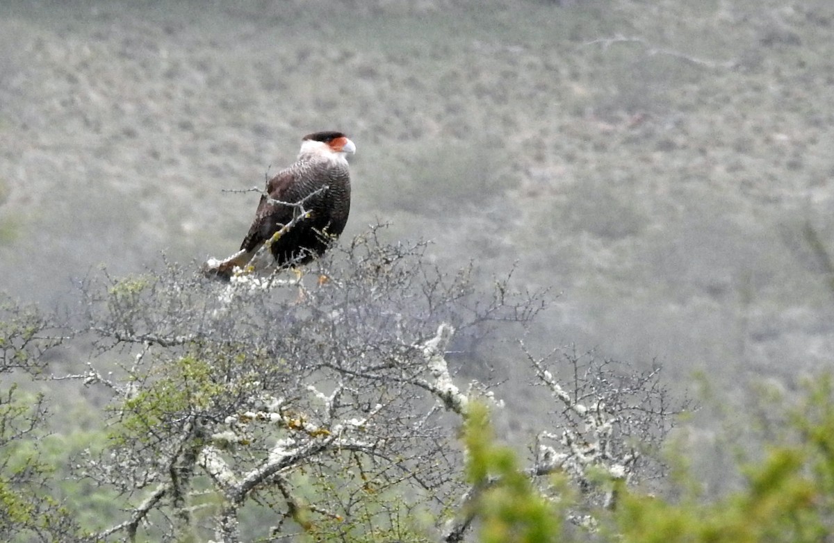 Crested Caracara (Southern) - ML611808157