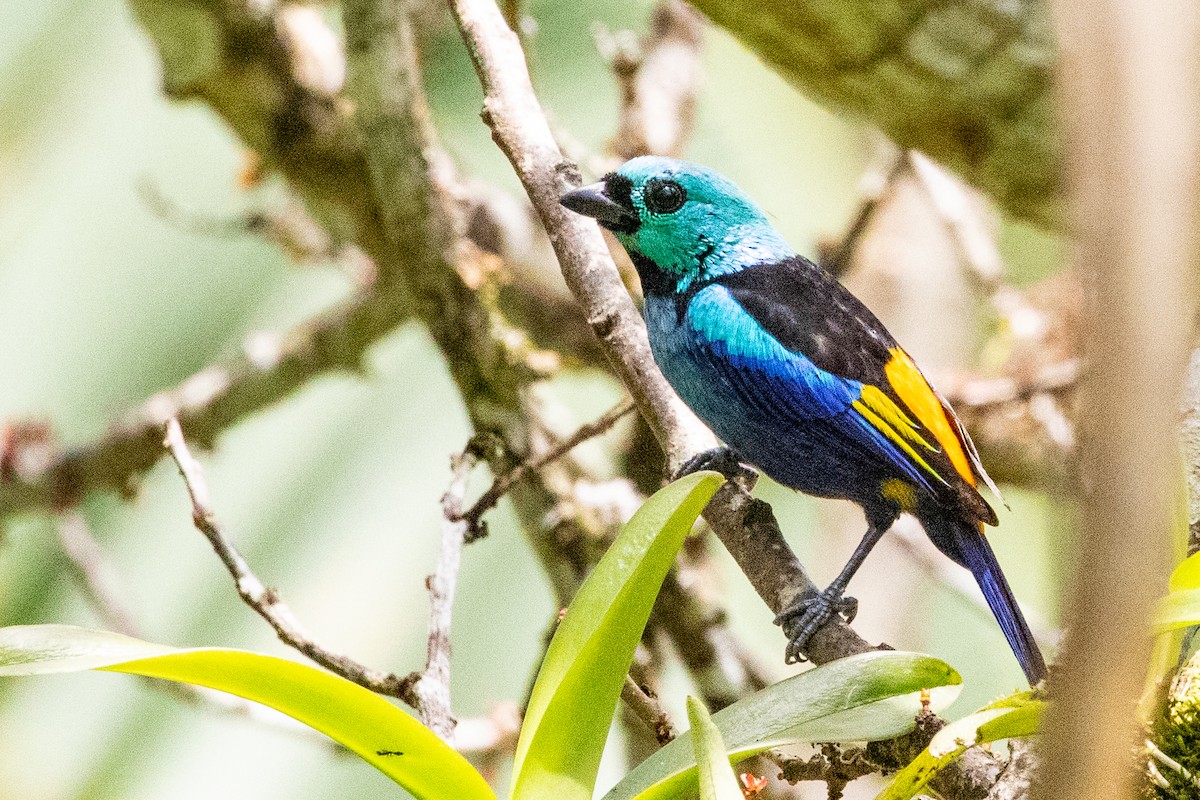 Seven-colored Tanager - ML611808158