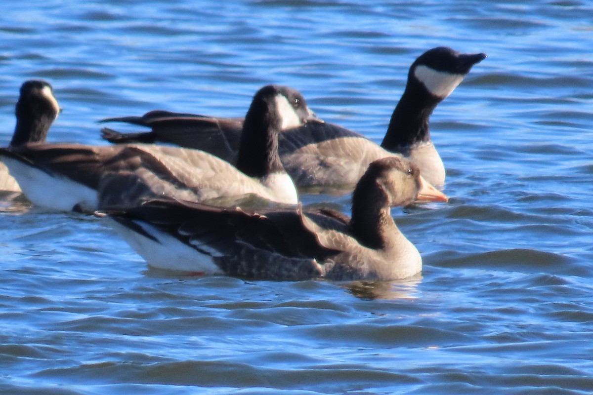 Greater White-fronted Goose - ML611808177