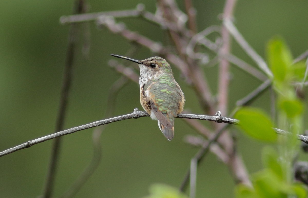 Rufous/Allen's Hummingbird - Abril Heredia