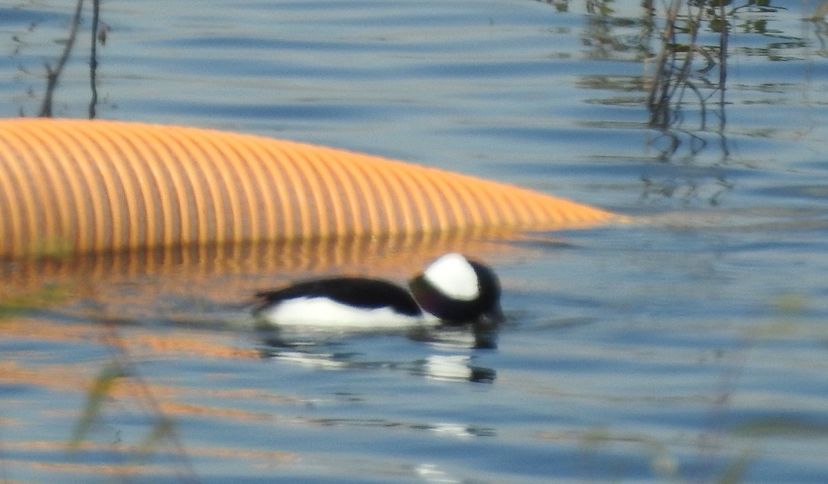 Bufflehead - ML611808506