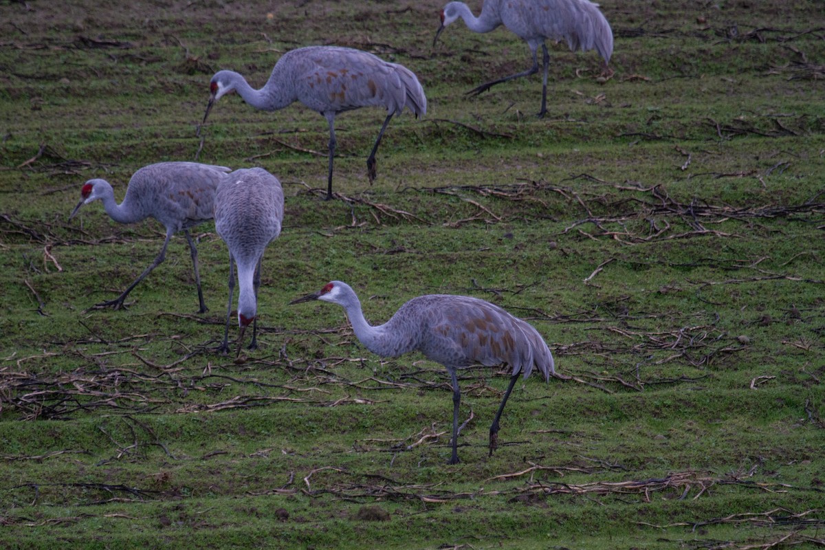 Sandhill Crane - ML611808515