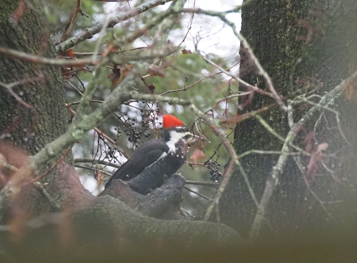 Pileated Woodpecker - ML611808521