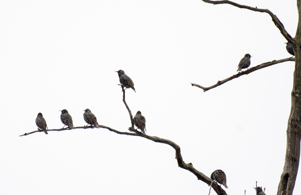 European Starling - ML611808528