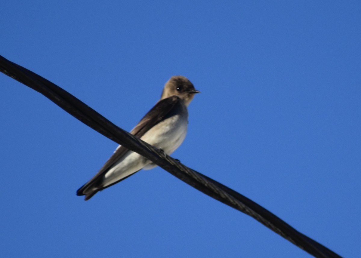 Northern Rough-winged Swallow - ML611808838
