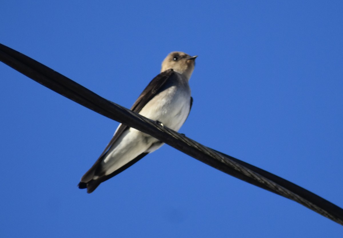 Northern Rough-winged Swallow - ML611808839