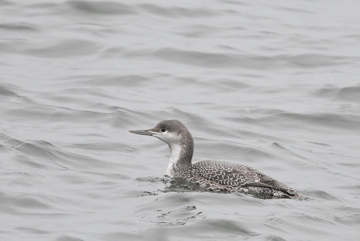 Red-throated Loon - ML611808848