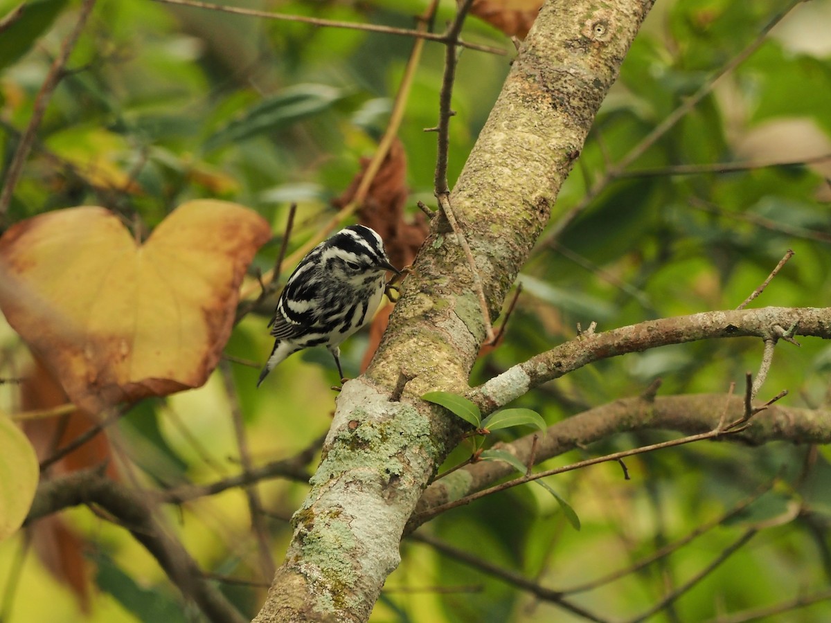Black-and-white Warbler - ML611808868