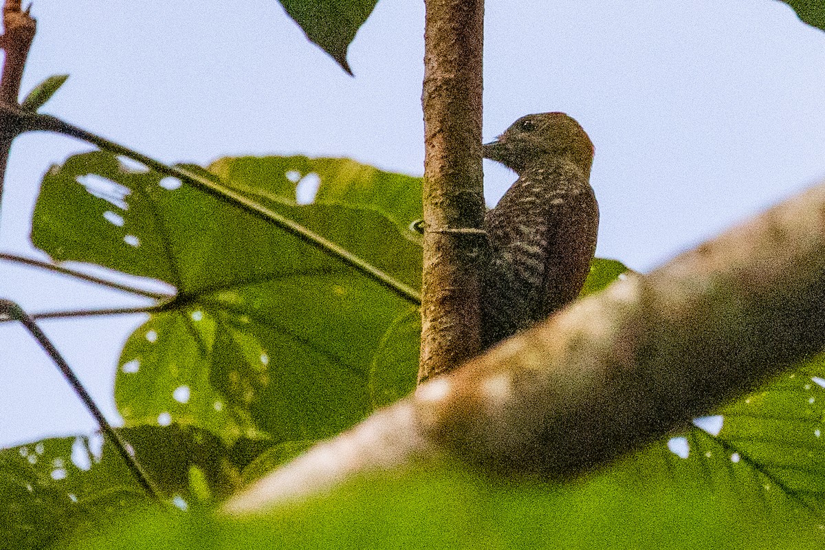 Red-stained Woodpecker - ML611808903