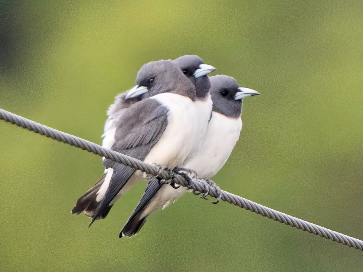 White-breasted Woodswallow - ML611809204