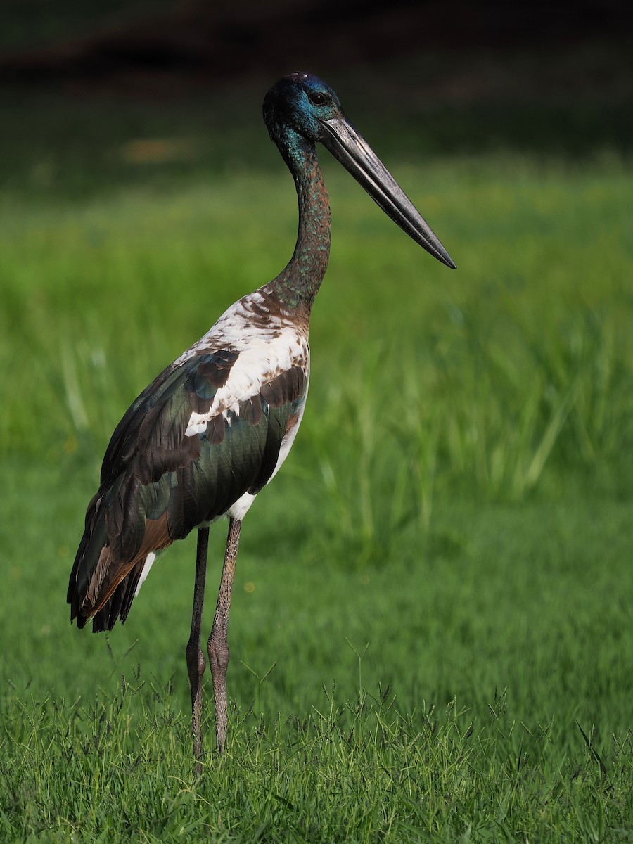 Black-necked Stork - ML611809217