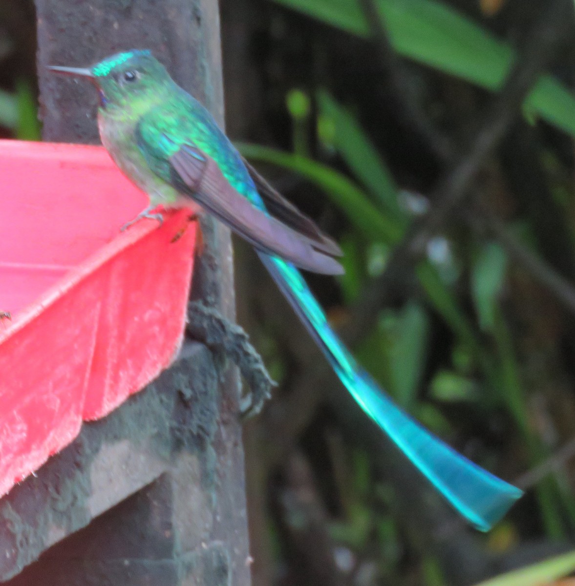 Long-tailed Sylph - ML611809222
