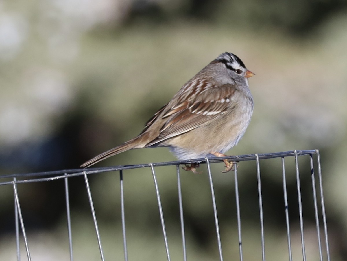 White-crowned Sparrow - ML611809228