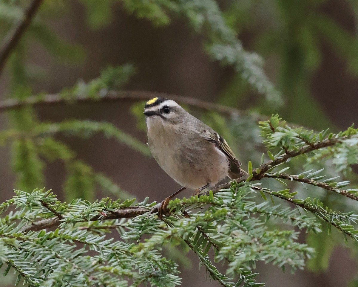 Golden-crowned Kinglet - ML611809231