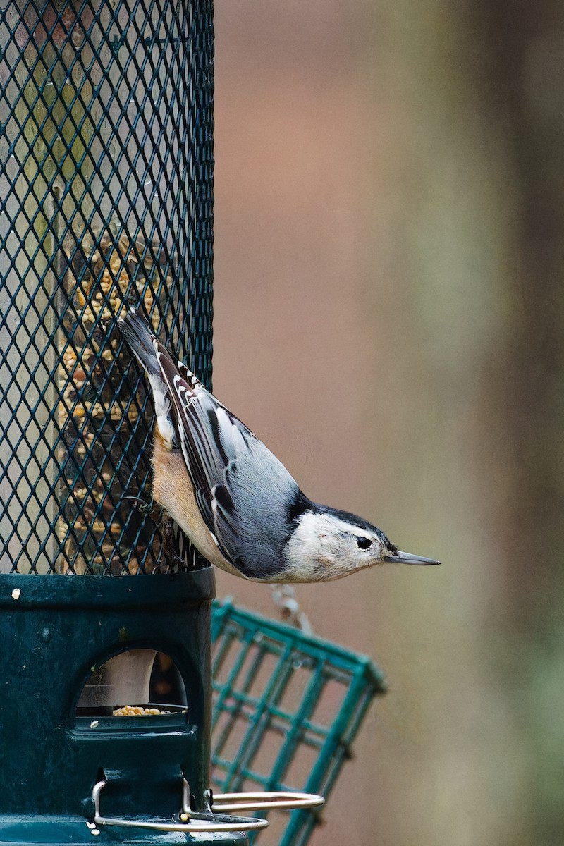 White-breasted Nuthatch - ML611809232