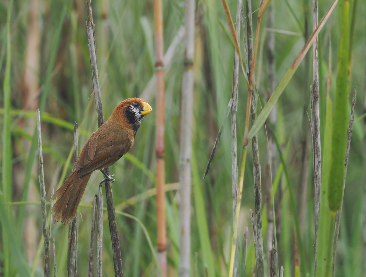 Black-breasted Parrotbill - ML611809356