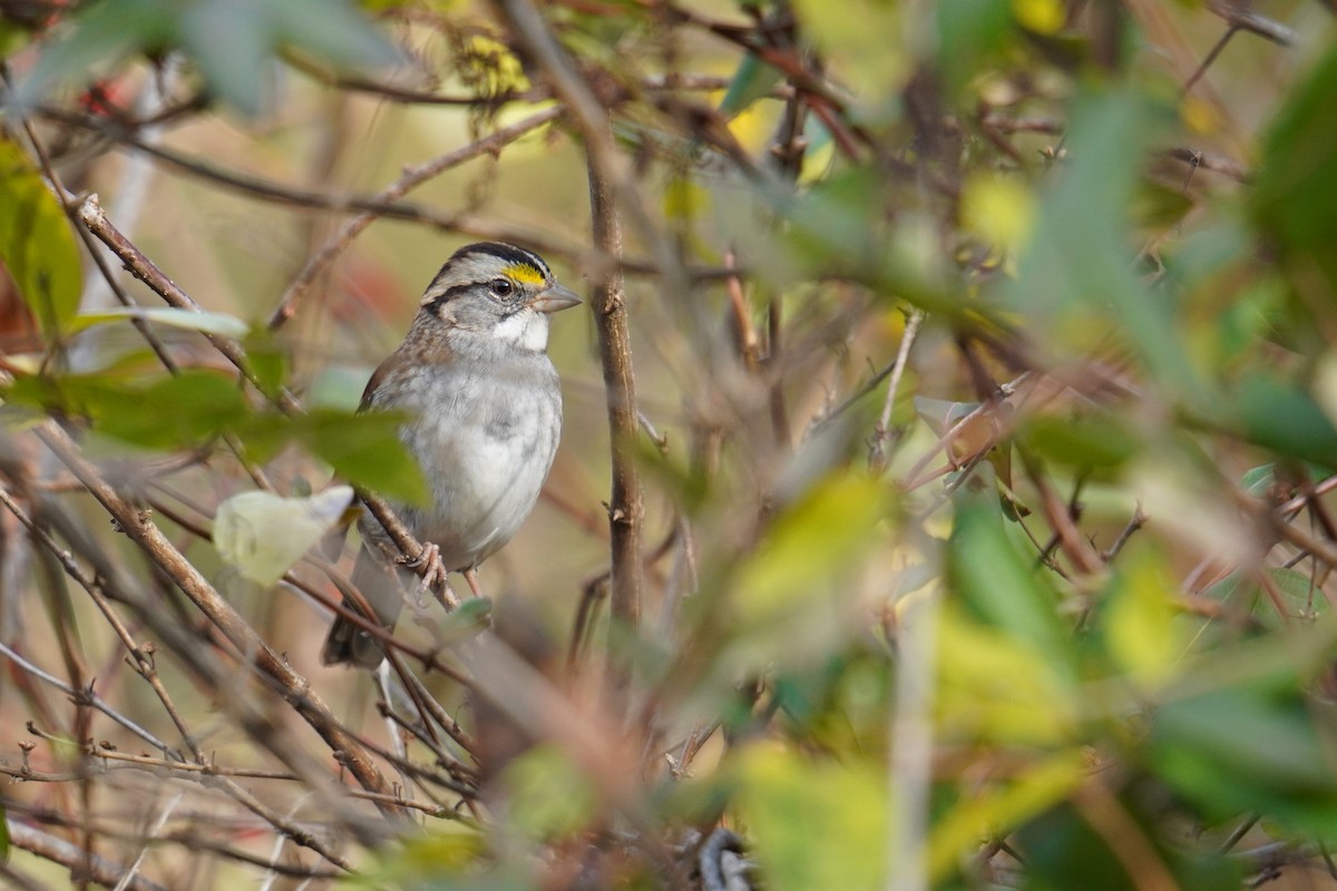 White-throated Sparrow - ML611809409