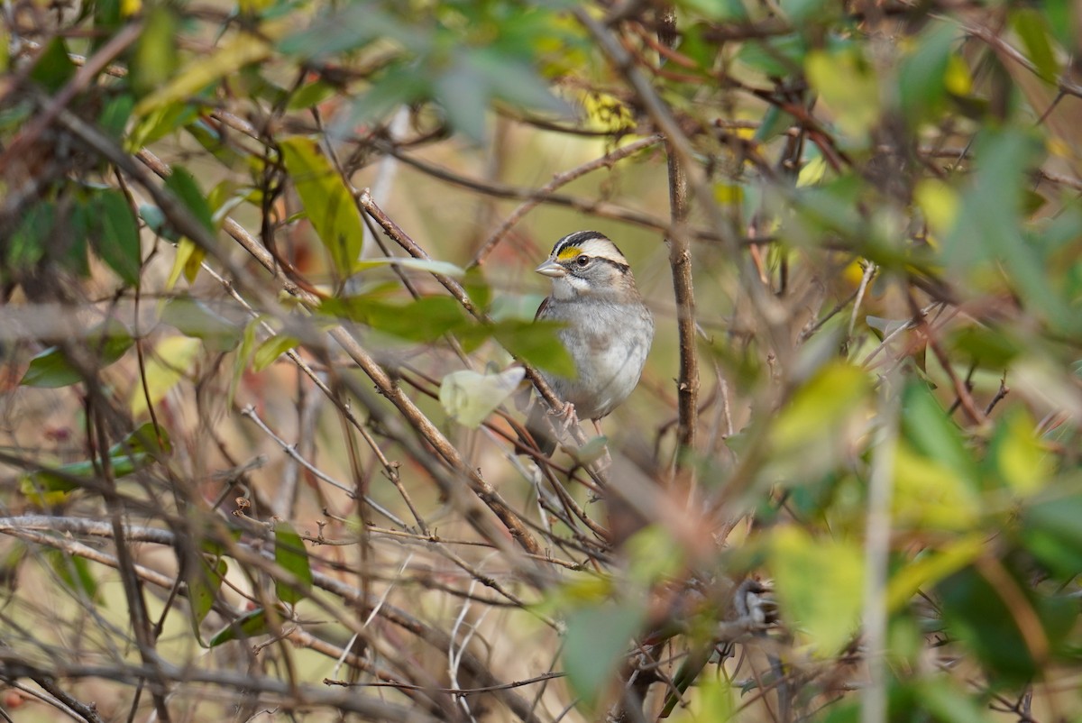 White-throated Sparrow - ML611809413