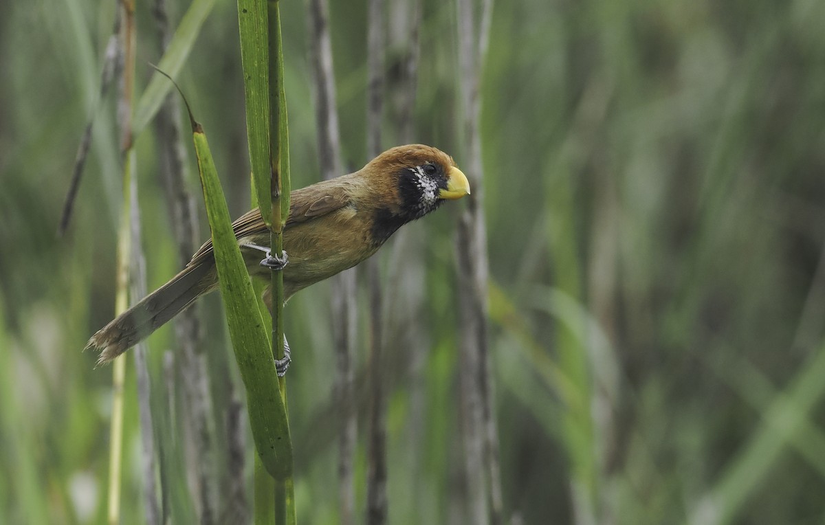 Black-breasted Parrotbill - ML611809486