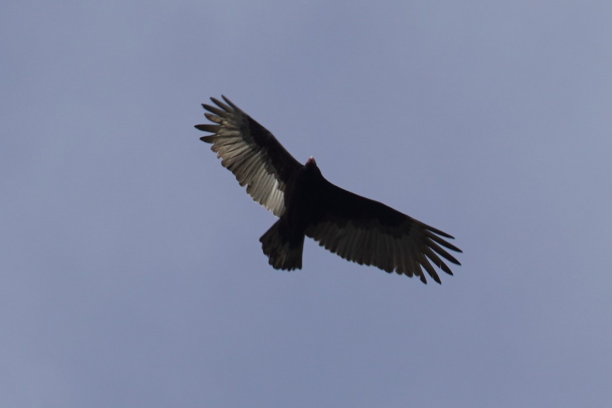 Turkey Vulture - ML611809553