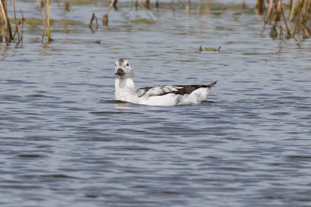 Long-tailed Duck - ML611809637