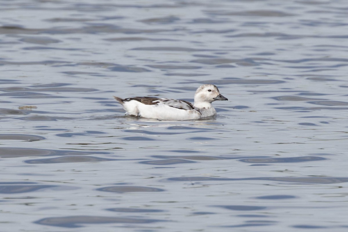 Long-tailed Duck - ML611809638