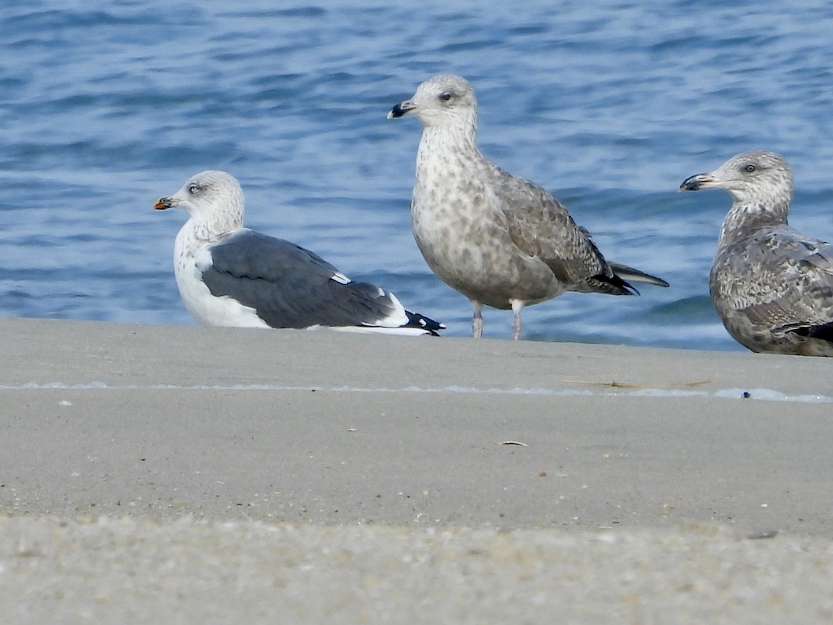 Lesser Black-backed Gull - ML611810051