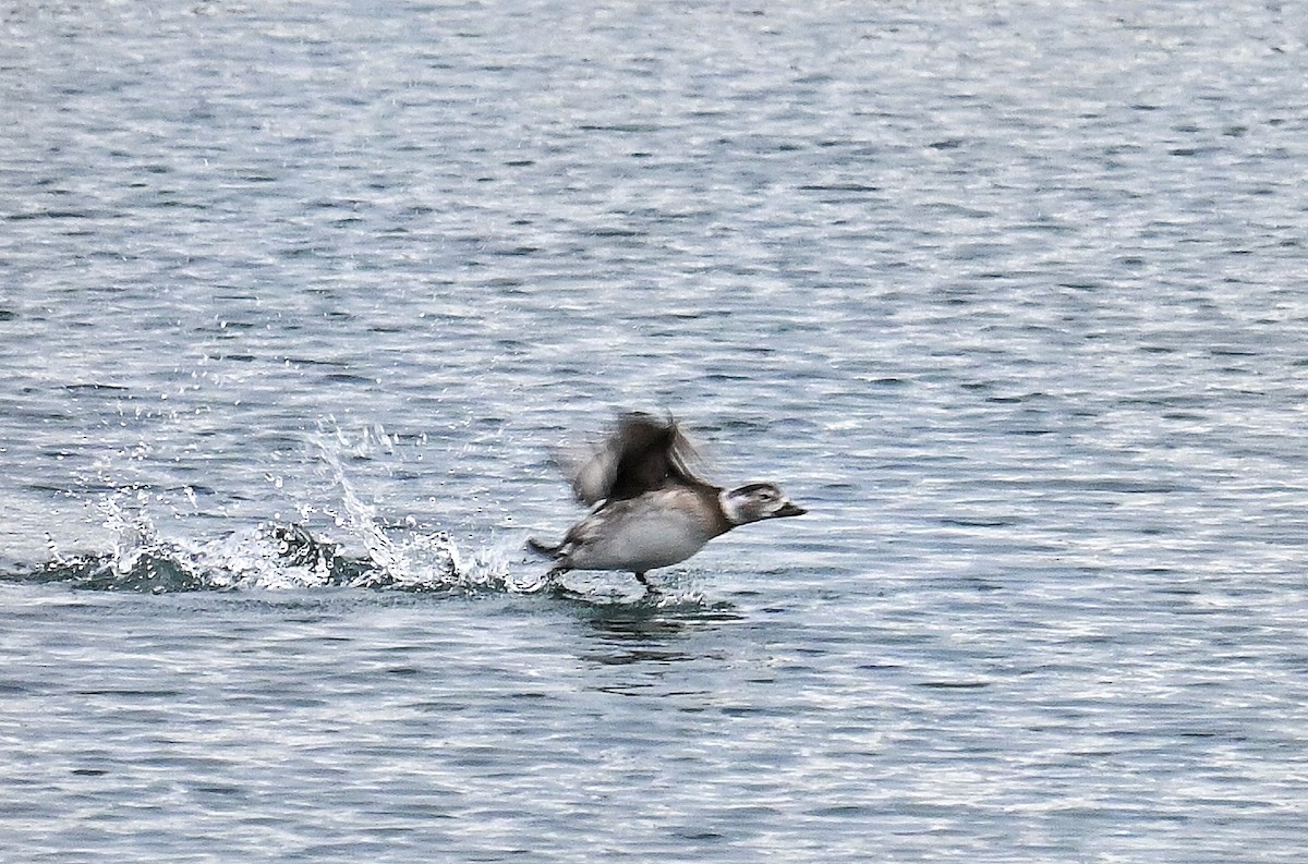 Long-tailed Duck - ML611810092