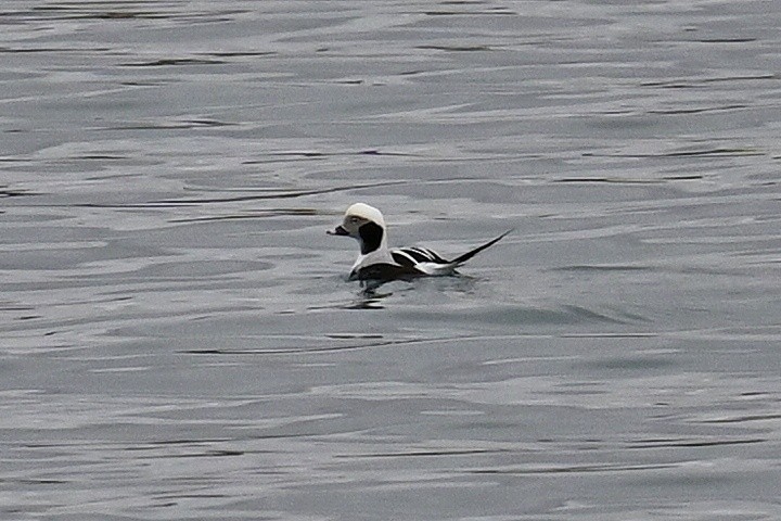 Long-tailed Duck - ML611810093