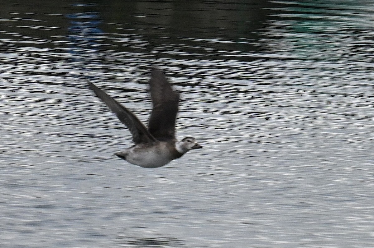 Long-tailed Duck - ML611810096