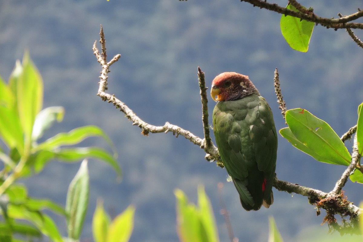 Speckle-faced Parrot - ML611810271
