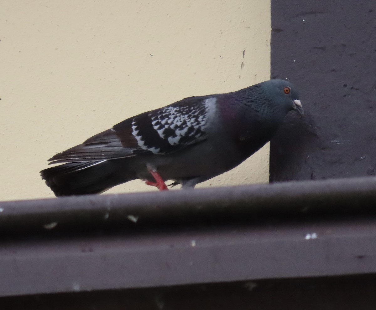 Rock Pigeon (Feral Pigeon) - ML611810810