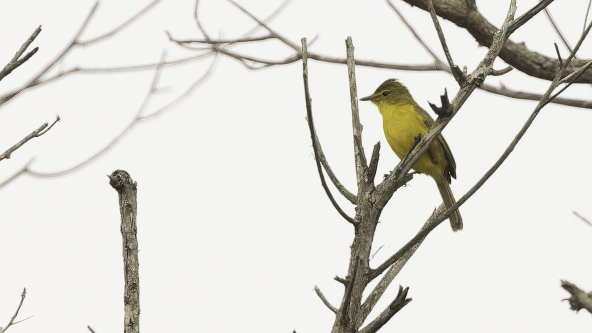 African Yellow-Warbler - ML611810956
