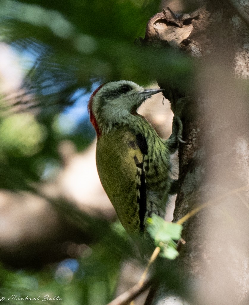 Cuban Green Woodpecker - Michael Bolte