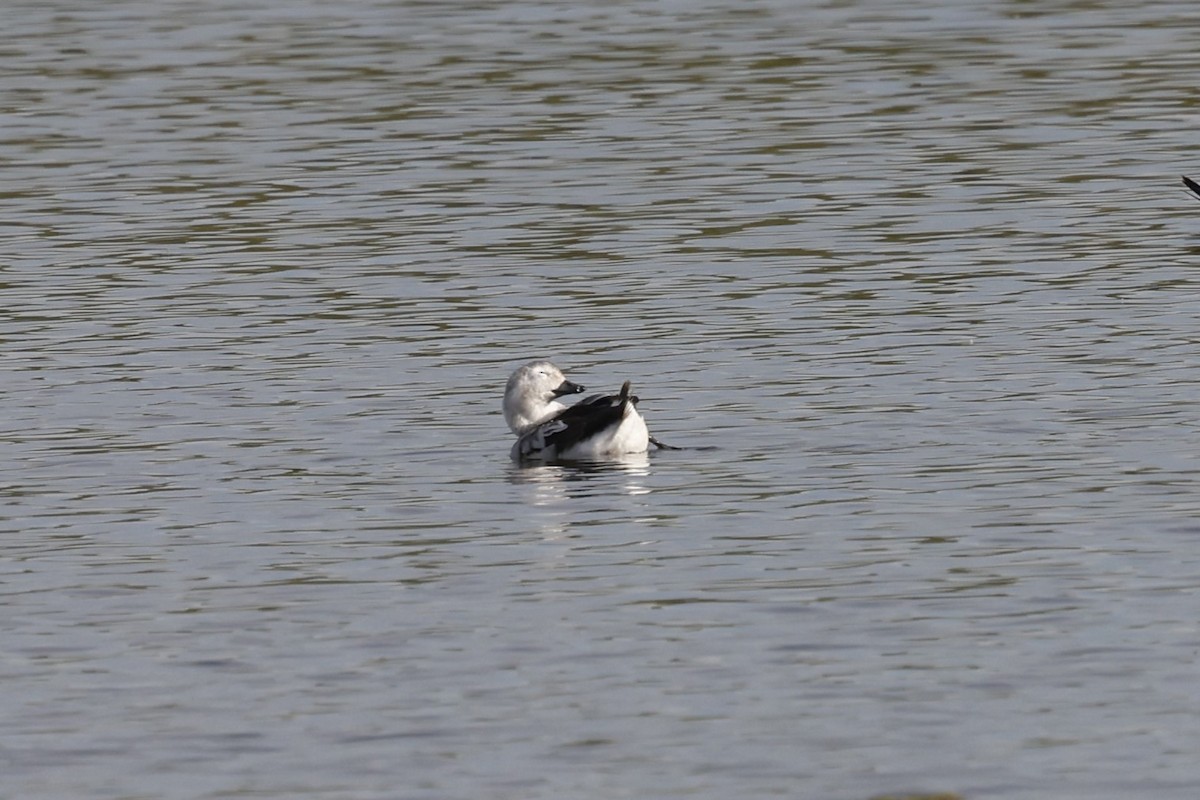 Long-tailed Duck - ML611811646
