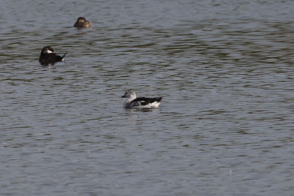 Long-tailed Duck - ML611811653
