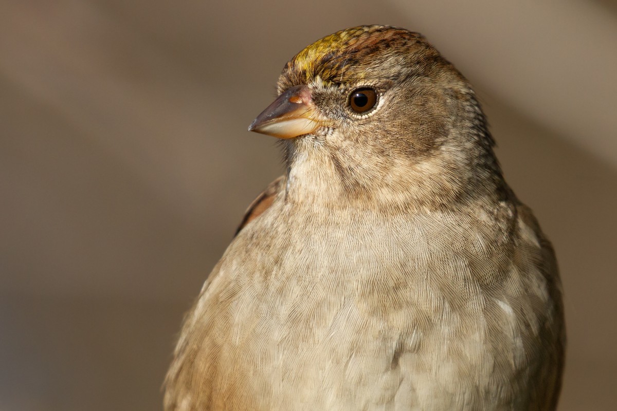 Golden-crowned Sparrow - Sasha Cahill