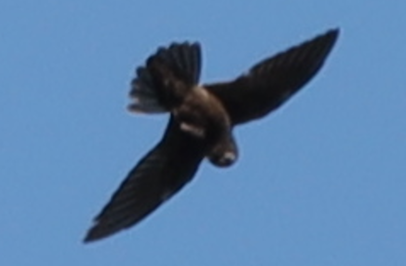 Spot-fronted Swift - ML611812600