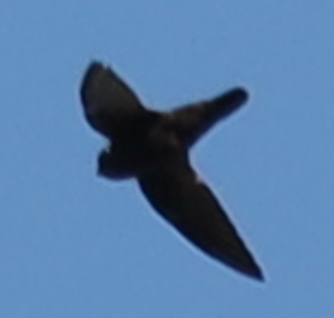 Spot-fronted Swift - ML611812601