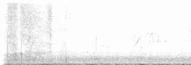 Широкохвостый колибри - ML611812955
