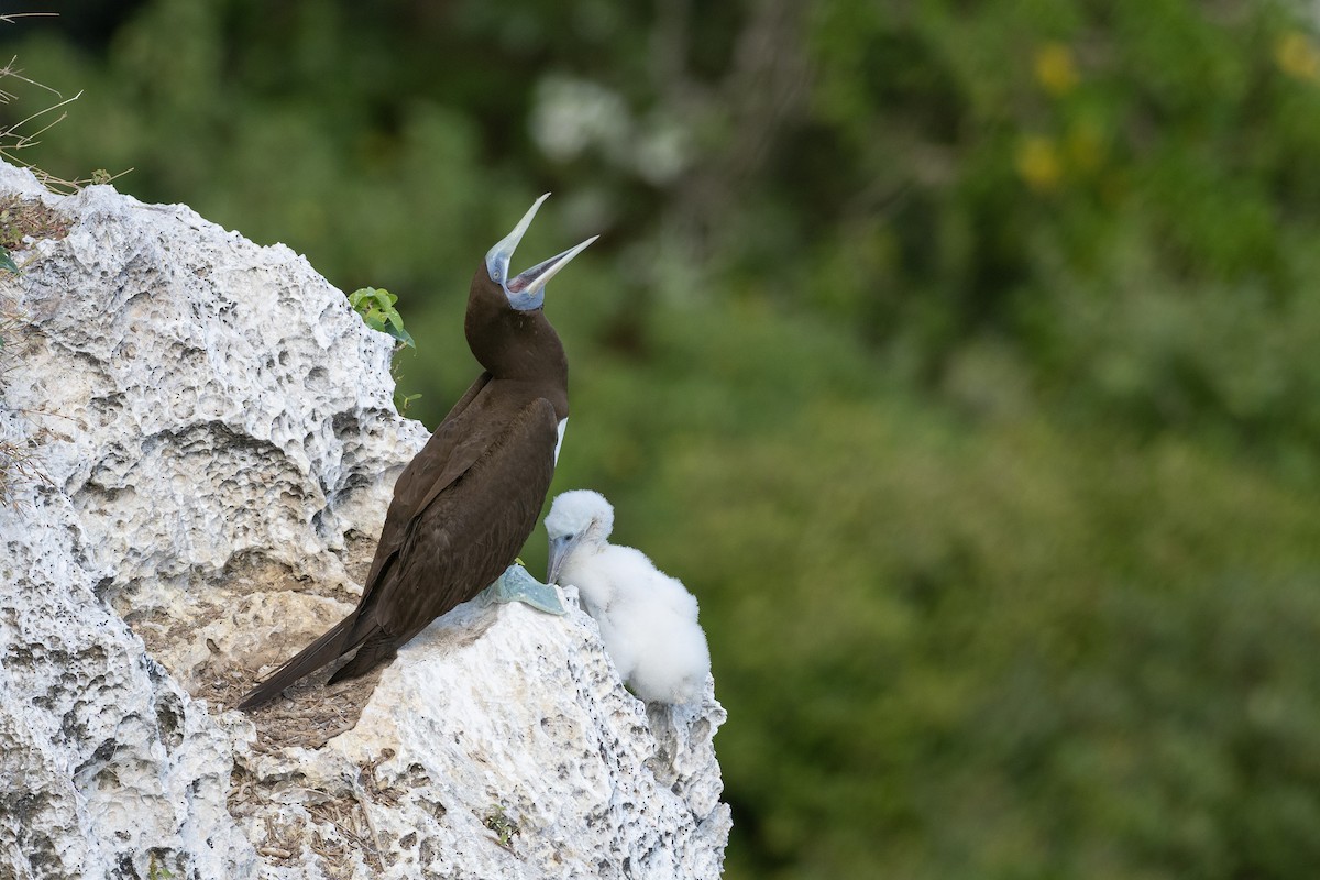 Brown Booby (Forster's) - ML611813181