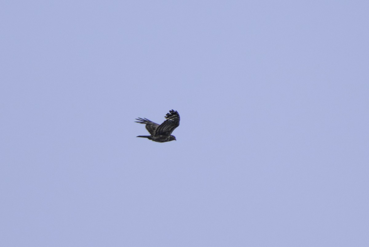 Madagascar Cuckoo-Hawk - ML611813476