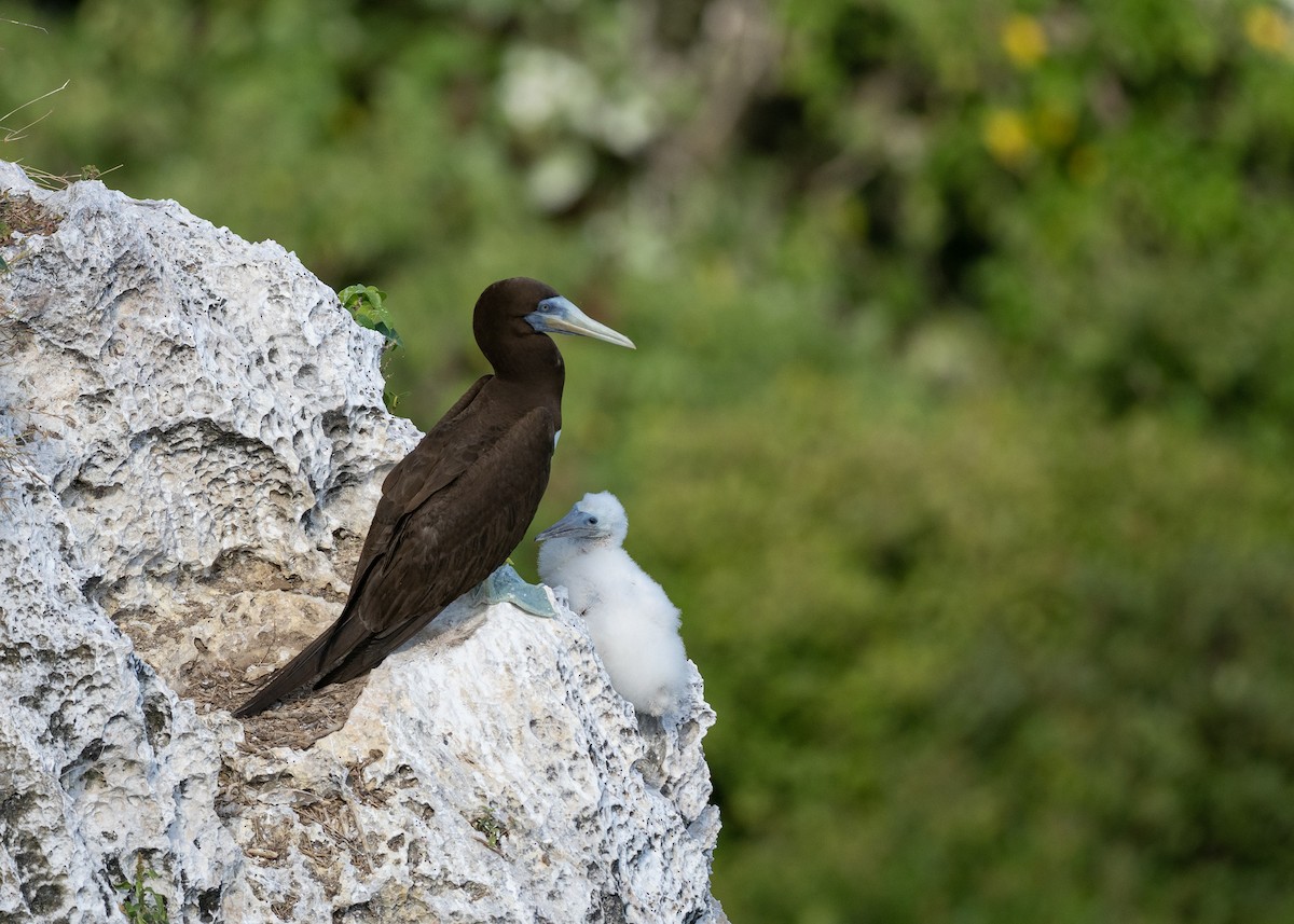 Brown Booby (Forster's) - ML611813494