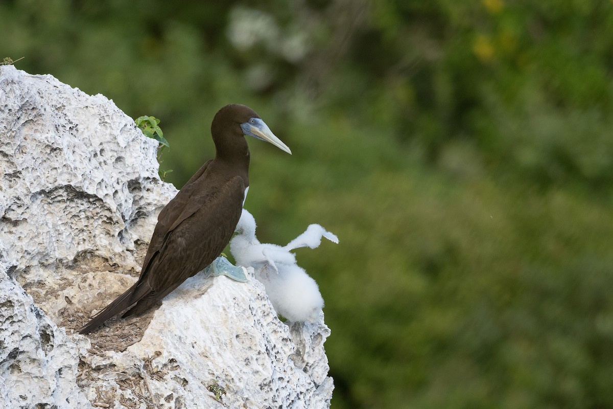 Brown Booby (Forster's) - ML611813500
