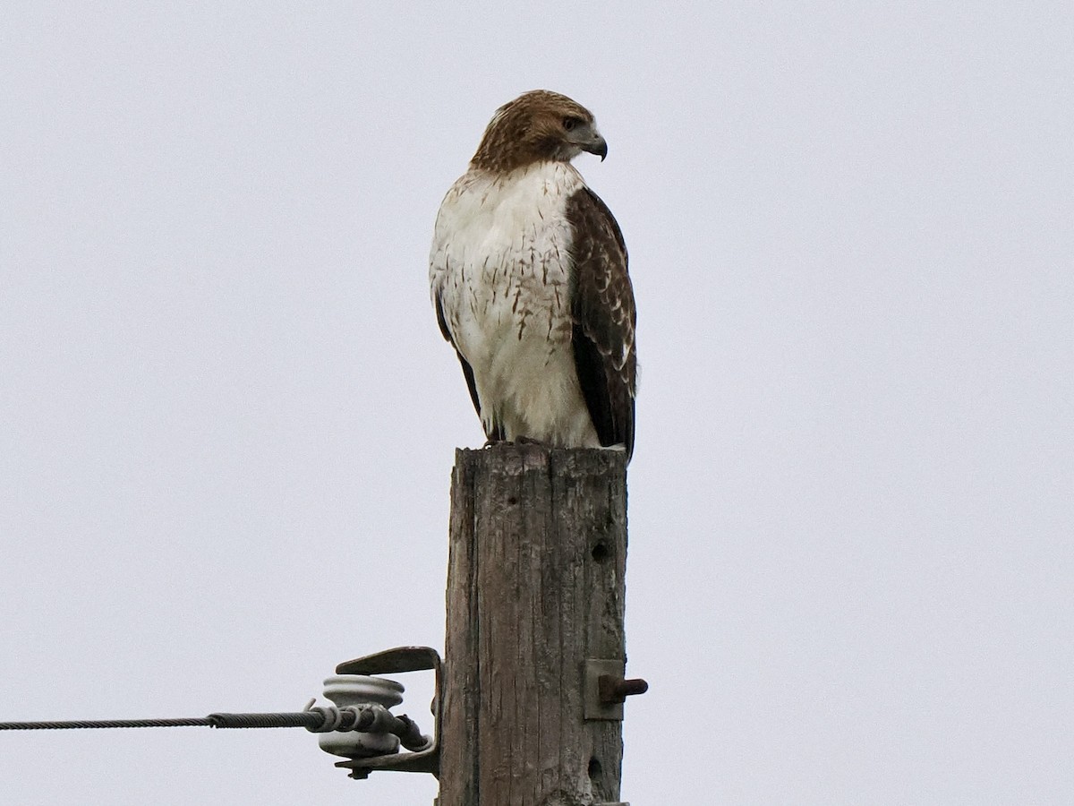 Red-tailed Hawk (fuertesi) - Gabriel Willow