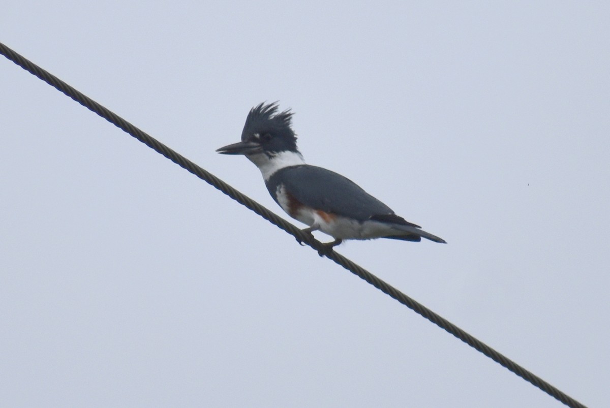 Belted Kingfisher - ML611813857